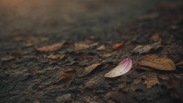 深色湿地上落着一片粉白花瓣和多枚枯叶