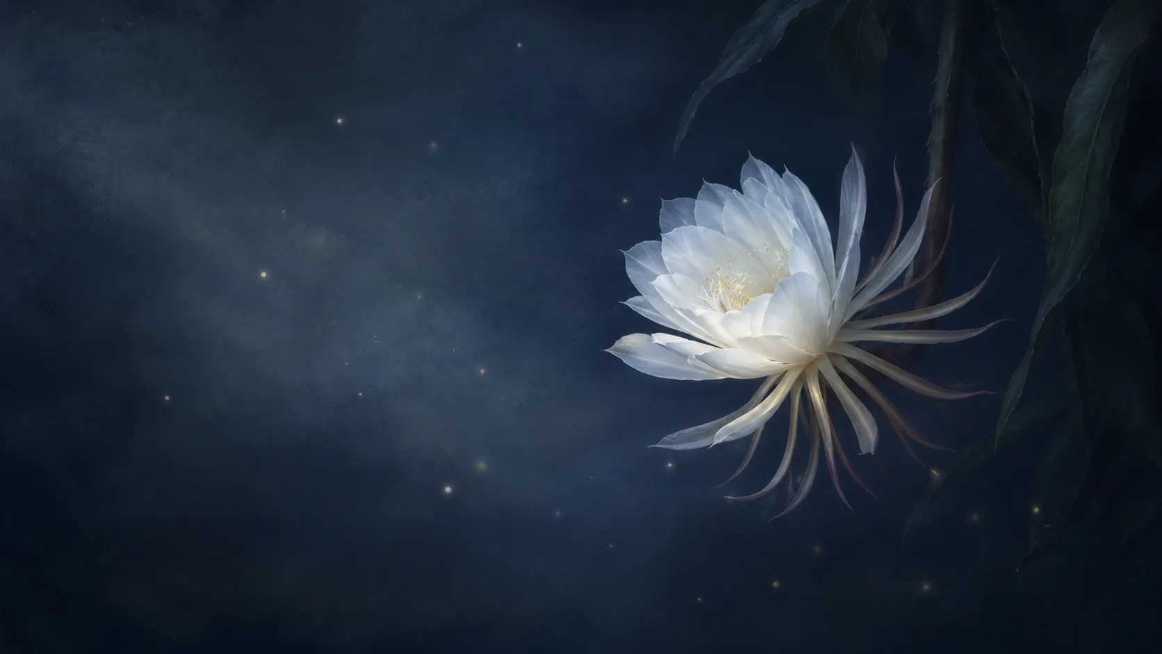 一朵硕大的白色花在深蓝夜色中绽放，周围点缀微光
